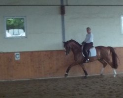 dressage horse Boretti (Westphalian, 2004, from Belissimo NRW)