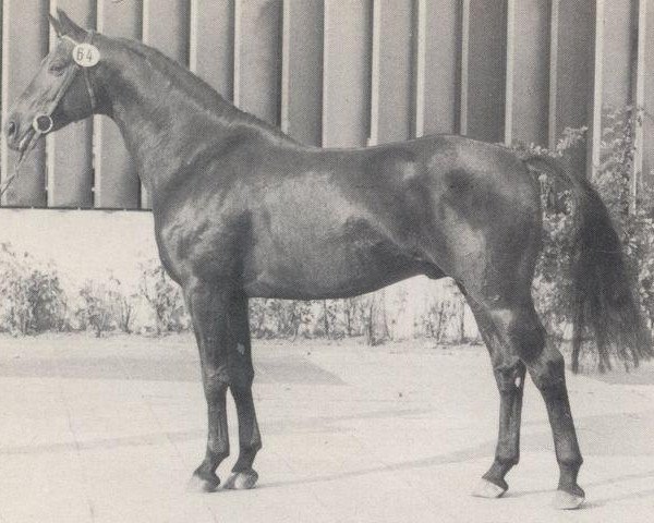 stallion Abendprinz (Hanoverian, 1977, from Absatz)