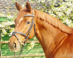 broodmare Caramaire (Oldenburg show jumper, 2009, from Carlando I)