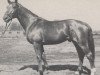 stallion Abendglanz (Hanoverian, 1945, from Abendsport 3109)