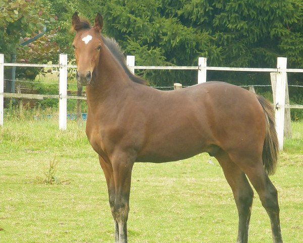 jumper Nerado Amaire (Oldenburg show jumper, 2013, from Numero Uno)