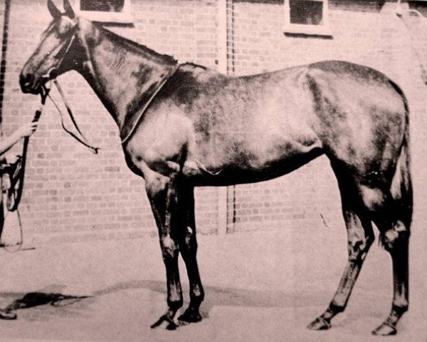 Pferd Abelia xx (Englisches Vollblut, 1955, von Abernant xx)