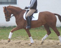 dressage horse Dormella (Oldenburg, 2001, from Dormello)