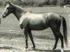 broodmare Abeer EAO (Arabian thoroughbred, 1960, from El Sareei 1942 RAS)