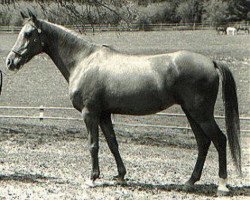 broodmare Abeer EAO (Arabian thoroughbred, 1960, from El Sareei 1942 RAS)