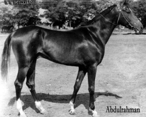 Deckhengst Abdulrahman (Achal Tekkiner, 1979, von Kaltaman)