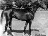 stallion Abdulrahman (Akhal-Teke, 1979, from Kaltaman)