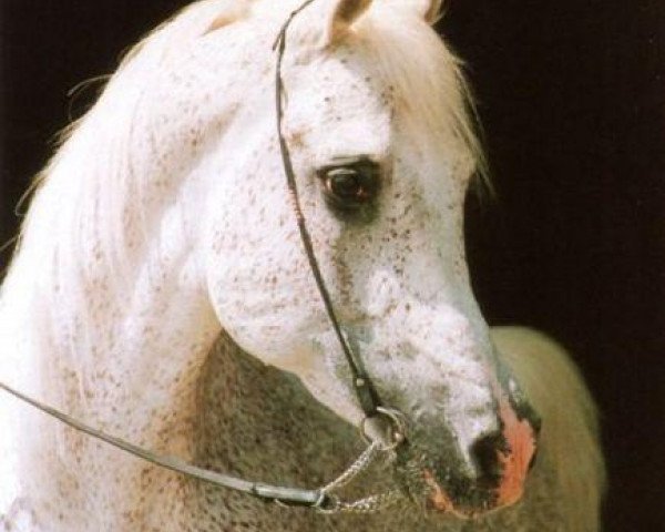 stallion Abdallah EAO (Arabian thoroughbred, 1974, from Ghalion EAO)