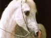 stallion Abdallah EAO (Arabian thoroughbred, 1974, from Ghalion EAO)