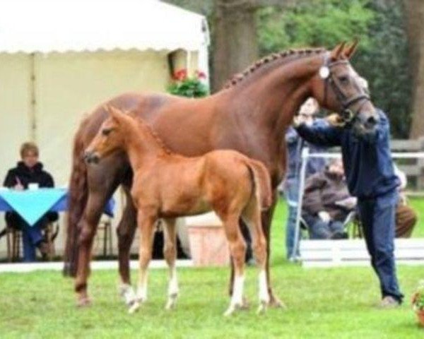 broodmare Abby de Luxe (Oldenburg, 2006, from Carpe noctem)