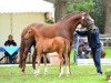 broodmare Abby de Luxe (Oldenburg, 2006, from Carpe noctem)