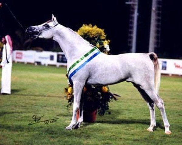 stallion Abbas Sinan ox (Arabian thoroughbred, 1996, from Ansata Sinan ox)