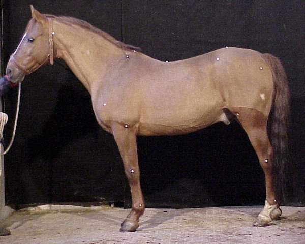 stallion Panama Du Cassou ox (Arabian thoroughbred, 1981, from Baroud III 1969 ox)