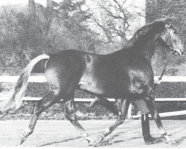 stallion Dancer (Westphalian, 1975, from Damokles)