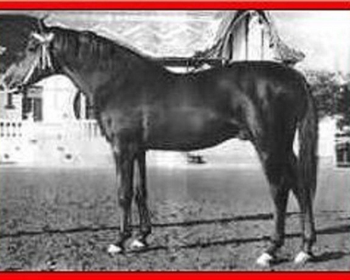stallion Habiente ox (Arabian purebred, 1944, from Gandhy ox)