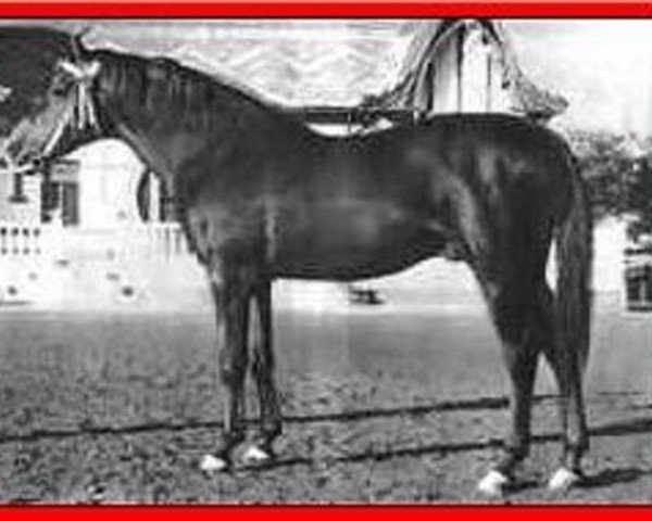 stallion Habiente ox (Arabian thoroughbred, 1944, from Gandhy ox)
