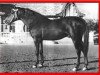 stallion Habiente ox (Arabian thoroughbred, 1944, from Gandhy ox)
