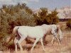 broodmare Paita ox (Arabian thoroughbred, 1952, from Habiente ox)