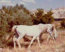 broodmare Paita ox (Arabian thoroughbred, 1952, from Habiente ox)