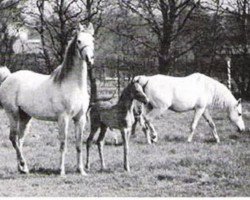 broodmare Faquih ox (Arabian thoroughbred, 1962, from Borni ox)