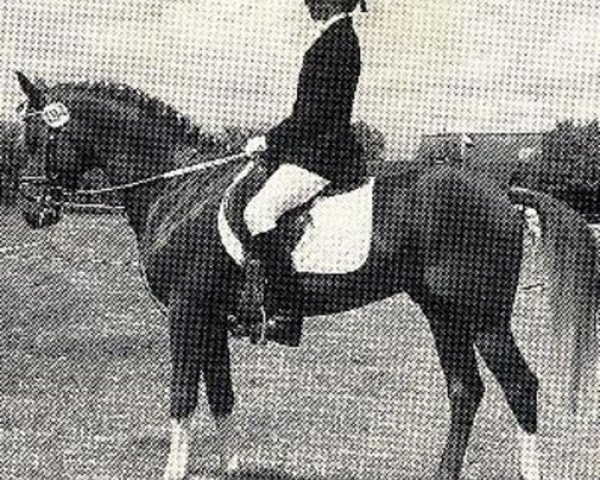 stallion Calvaire (German Riding Pony, 1980, from Caid AA)