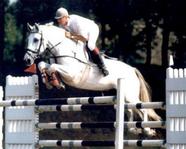 horse Abano 12 (Hanoverian, 1986, from Arkansas)