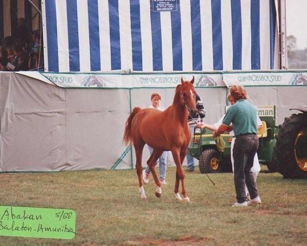 stallion Abakan 1988 ox (Arabian thoroughbred, 1988, from Balaton 1982 ox)