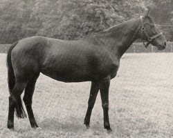 broodmare Donna Diana xx (Thoroughbred, 1956, from Neckar xx)