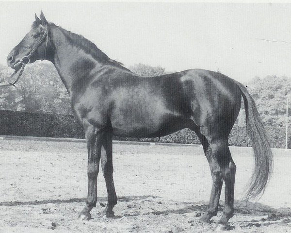 stallion Daimyo xx (Thoroughbred, 1964, from Kaiseradler xx)