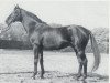 horse Daimyo xx (Thoroughbred, 1964, from Kaiseradler xx)