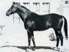 stallion Ababoumi xx (Thoroughbred, 1965, from Dan Cupid xx)