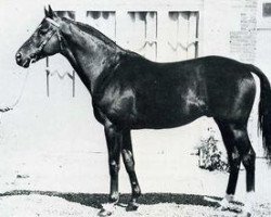 stallion Ababoumi xx (Thoroughbred, 1965, from Dan Cupid xx)