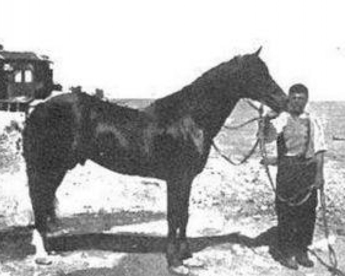 stallion AB DB (Arabian purebred, 1895)