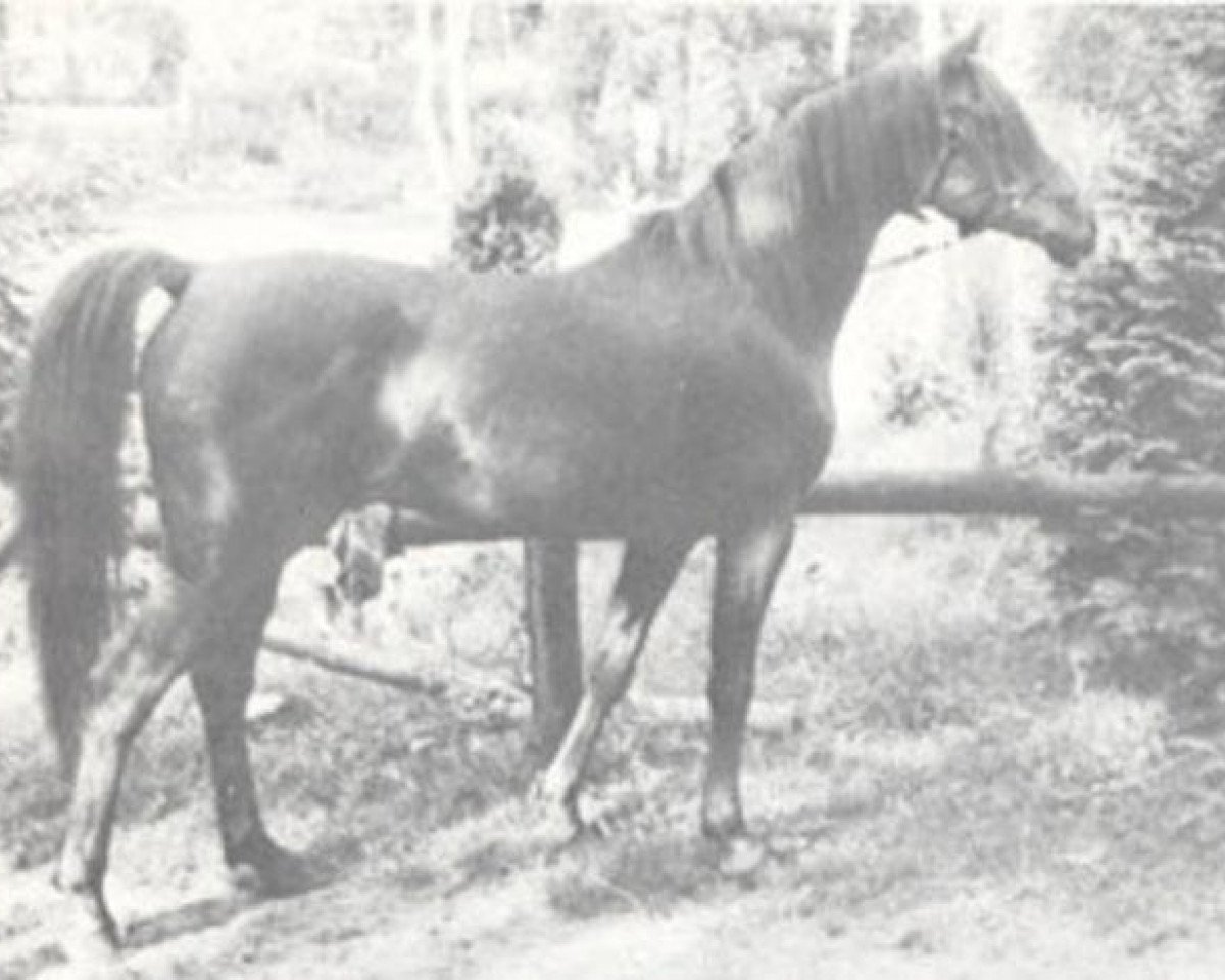 stallion Aatik ox (Arabian purebred, 1959, from Nizzam 1943 ox)