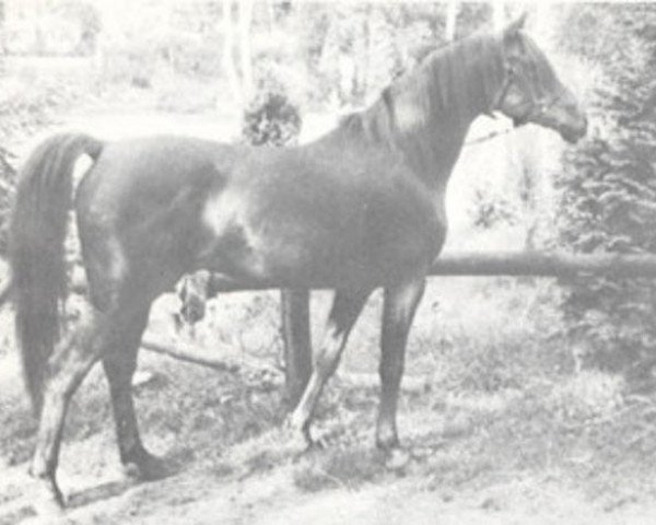 stallion Aatik ox (Arabian thoroughbred, 1959, from Nizzam 1943 ox)