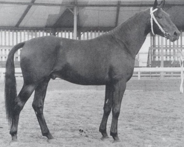 stallion Adrian (Oldenburg, 1963, from Adonis xx)