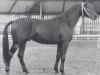 stallion Adrian (Oldenburg, 1963, from Adonis xx)