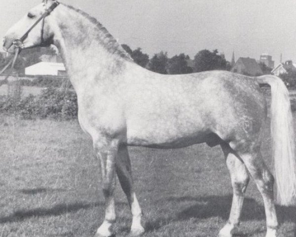 stallion Kapitaen (Holsteiner, 1959, from Kalif)