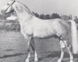 stallion Kapitaen (Holsteiner, 1959, from Kalif)