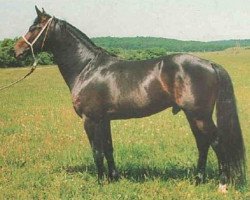 Deckhengst Sarkcsillag (Ungarisches Warmblut, 1988, von Lombard)