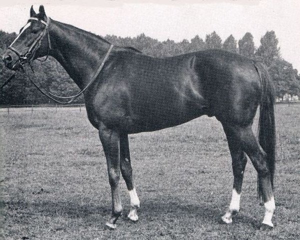 stallion Riboprince xx (Thoroughbred, 1967, from Ribot xx)