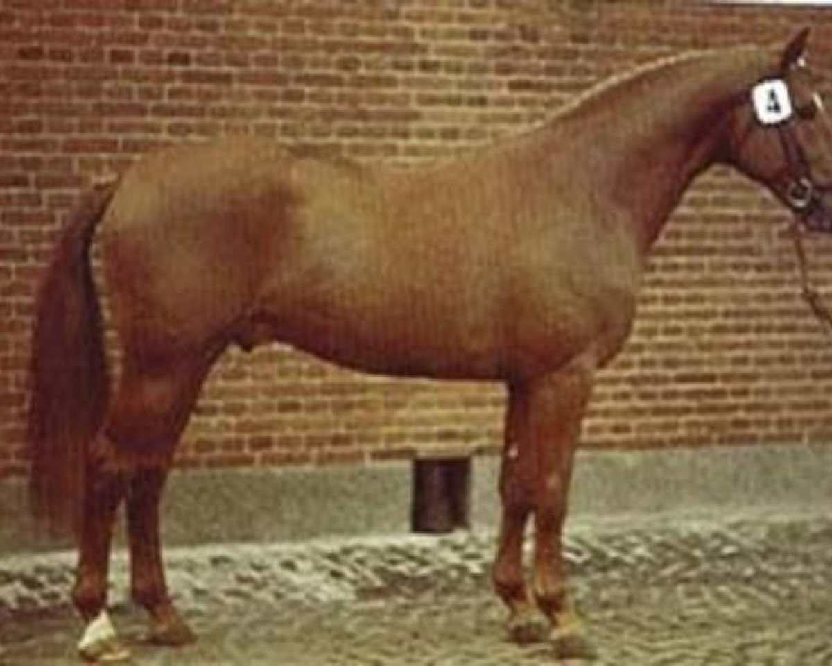 Deckhengst Avanti DH 220 (Hannoveraner, 1970, von Ascari)