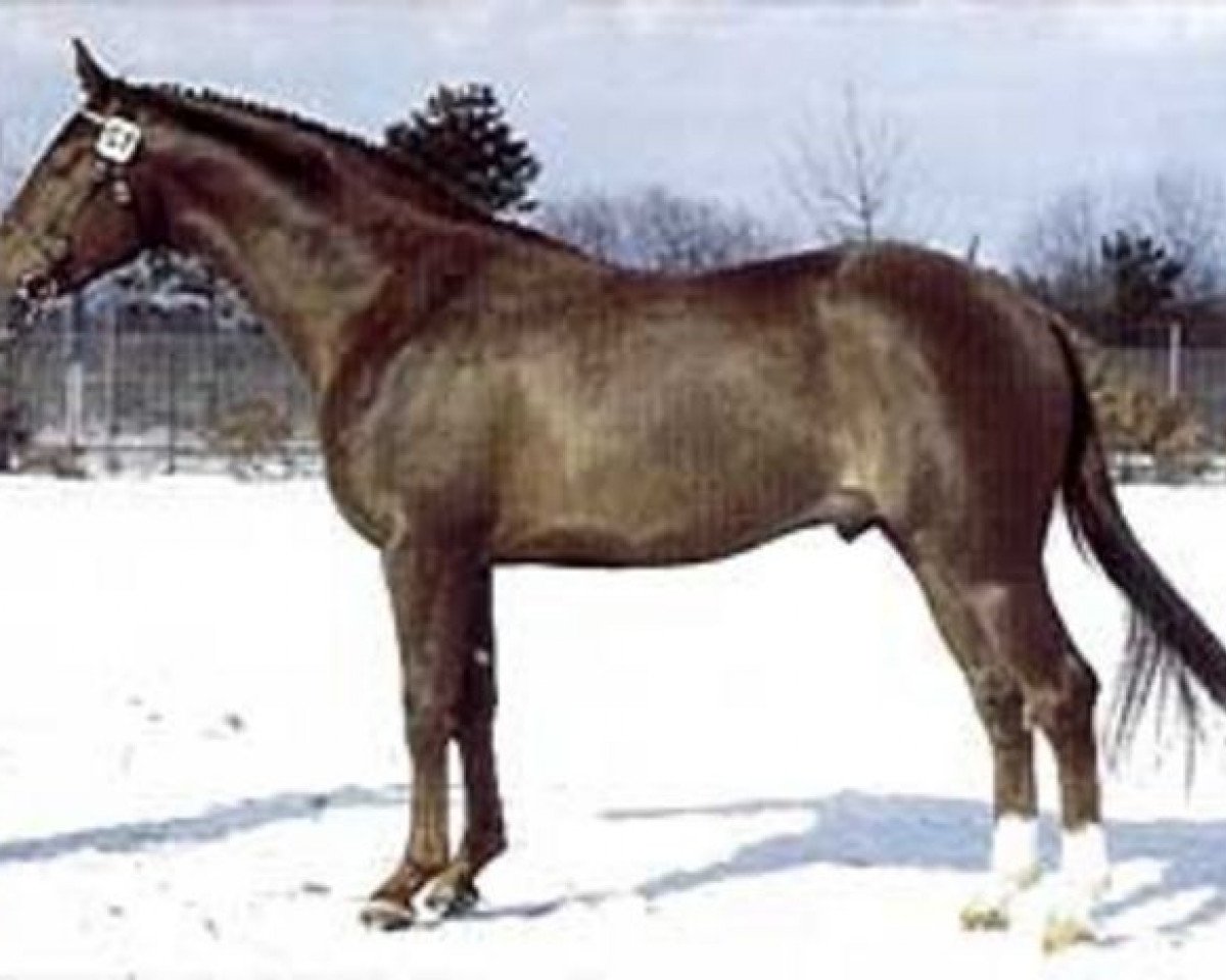 stallion Sylvester (Danish Warmblood, 1984, from Avanti DH 220)