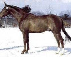 Deckhengst Sylvester (Dänisches Warmblut, 1984, von Avanti DH 220)