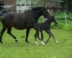 Zuchtstute Pantora (KWPN (Niederländisches Warmblut), 1997, von Lancelot)