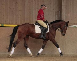 dressage horse Dicentra (Württemberger, 2009, from Diamond Star 3)