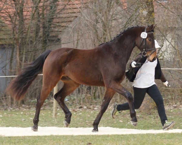 dressage horse Sir Twenty (Württemberger, 2009, from Sir Nymphenburg I)