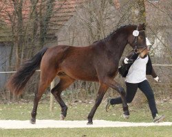 dressage horse Sir Twenty (Württemberger, 2009, from Sir Nymphenburg I)