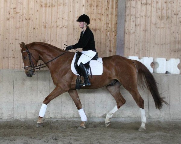 dressage horse Dream Boy (Württemberger, 2009, from Diamond Star 3)