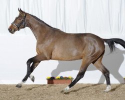 jumper Dancing Star (Württemberger, 2008, from Dancier)